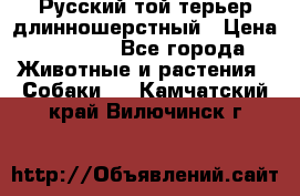 Русский той-терьер длинношерстный › Цена ­ 7 000 - Все города Животные и растения » Собаки   . Камчатский край,Вилючинск г.